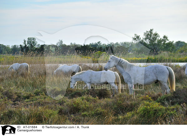 Camargue-Pferde / Camarguehorses / AT-01684