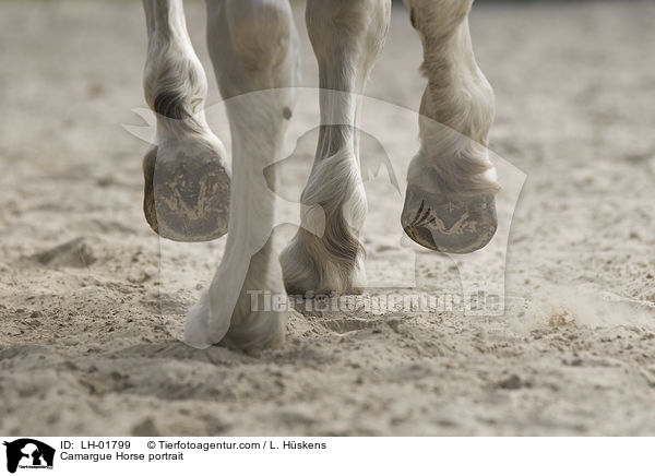 Camargue-Pferd Portrait / Camargue Horse portrait / LH-01799