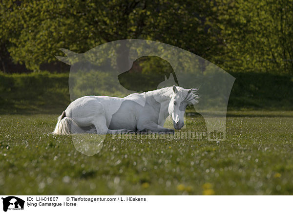 liegendes Camargue-Pferd / lying Camargue Horse / LH-01807