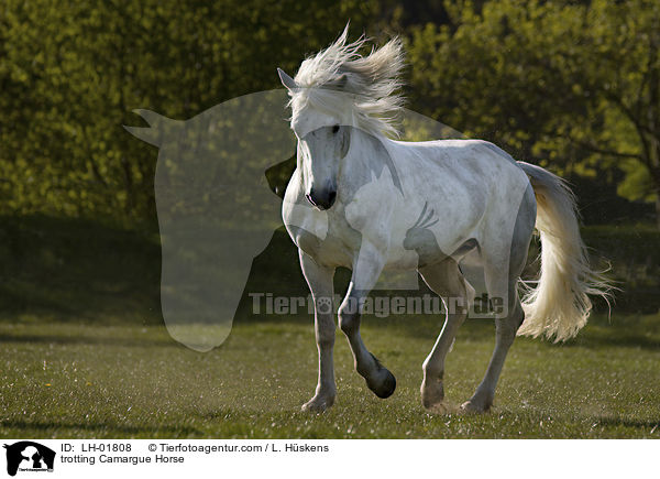 trotting Camargue Horse / LH-01808