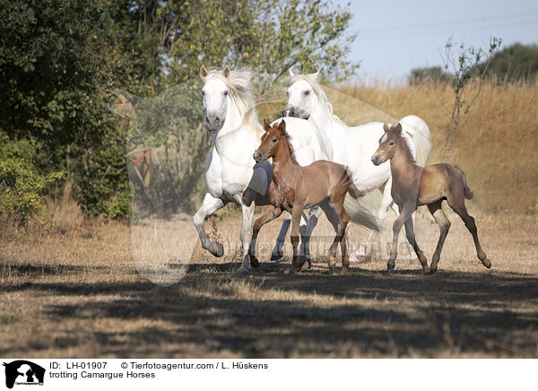 trabende Camargue-Pferde / trotting Camargue Horses / LH-01907