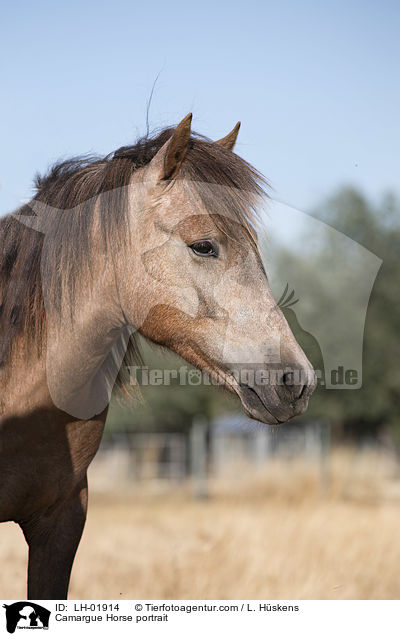 Camargue-Pferd Portrait / Camargue Horse portrait / LH-01914