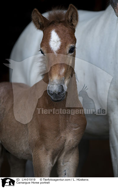 Camargue-Pferd Portrait / Camargue Horse portrait / LH-01919