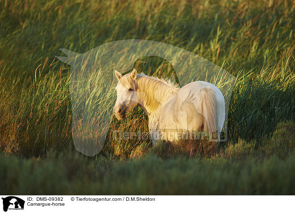 Camargue-Pferd / Camargue-horse / DMS-09382