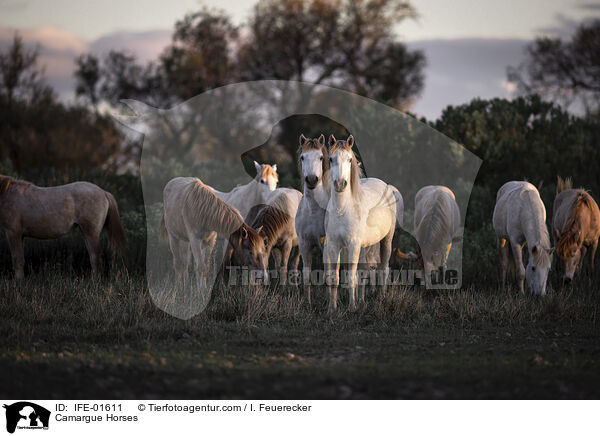 Camargue-Pferde / Camargue Horses / IFE-01611