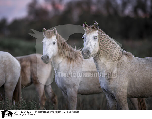 Camargue-Pferde / Camargue Horses / IFE-01620