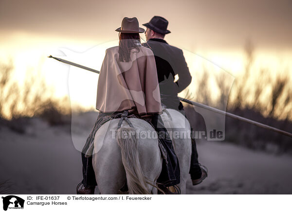 Camargue-Pferde / Camargue Horses / IFE-01637