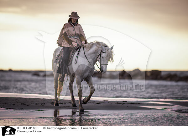 Camargue-Pferd / Camargue Horse / IFE-01638