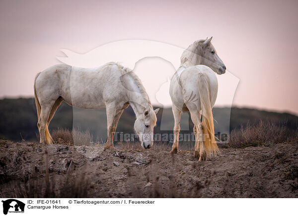 Camargue-Pferde / Camargue Horses / IFE-01641