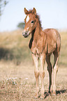 standing Camargue Horse