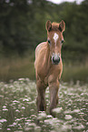 Camarguehorse foal