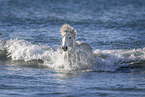 Camargue Horse