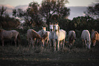 Camargue Horses