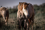 Camargue Horses