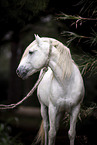 Camargue horse