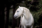 Camargue horse