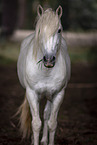 Camargue horse