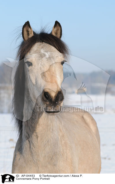 Connemara Pony Portrait / AP-04453