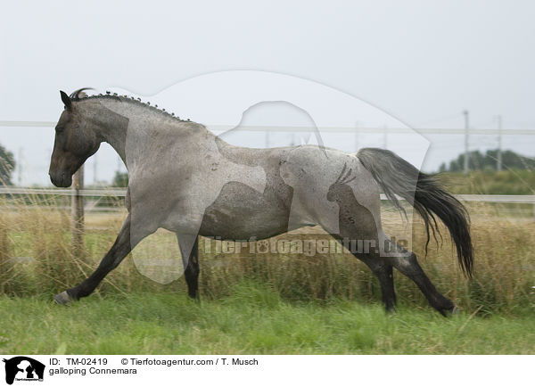 galoppierendes Connemara / galloping Connemara / TM-02419