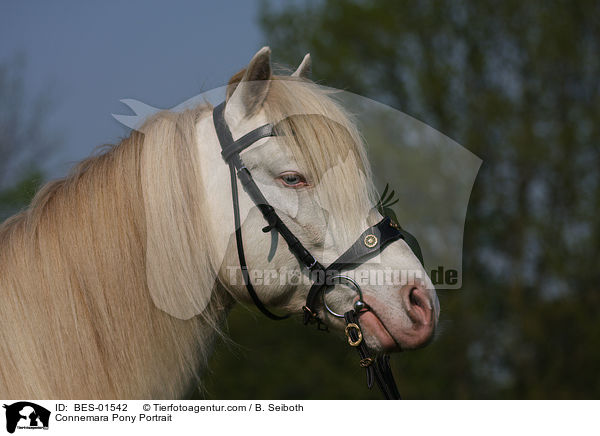 Connemara-Pony Portrait / Connemara Pony Portrait / BES-01542
