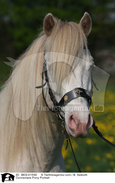 Connemara-Pony Portrait / Connemara Pony Portrait / BES-01548