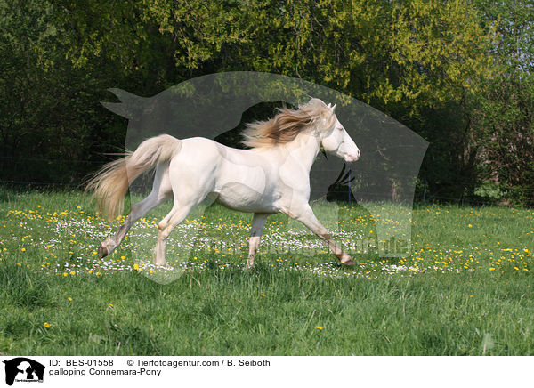 galoppierendes Connemara-Pony / galloping Connemara-Pony / BES-01558