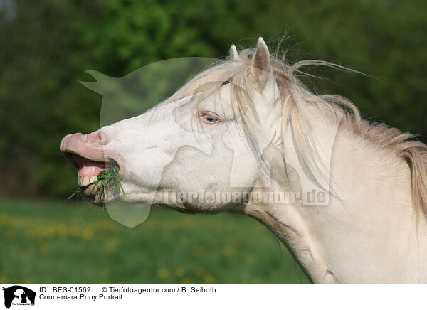 Connemara-Pony Portrait / Connemara Pony Portrait / BES-01562