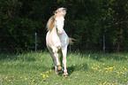 galloping Connemara-Pony