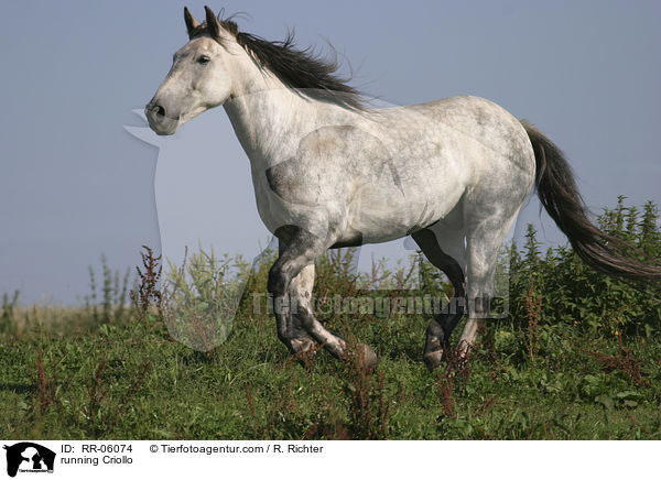 galoppierendes Pferd / running Criollo / RR-06074