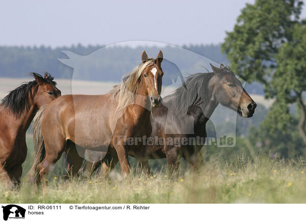 Pferde auf der Weide / horses / RR-06111