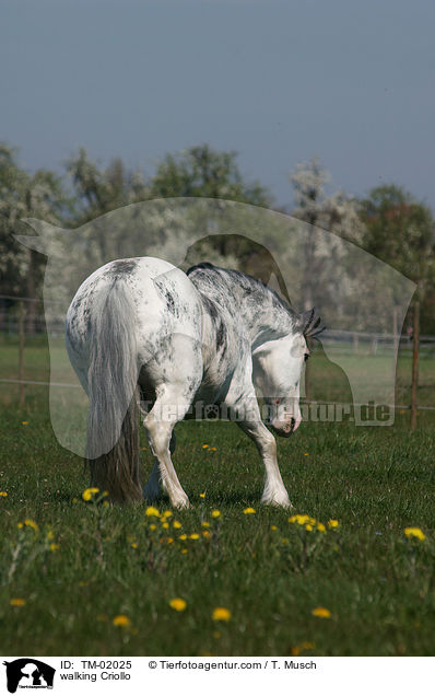 laufendes Criollo / walking Criollo / TM-02025