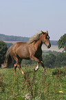 running horse