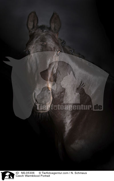 Tschechisches Warmblut Portrait / Czech Warmblood Portrait / NS-05306