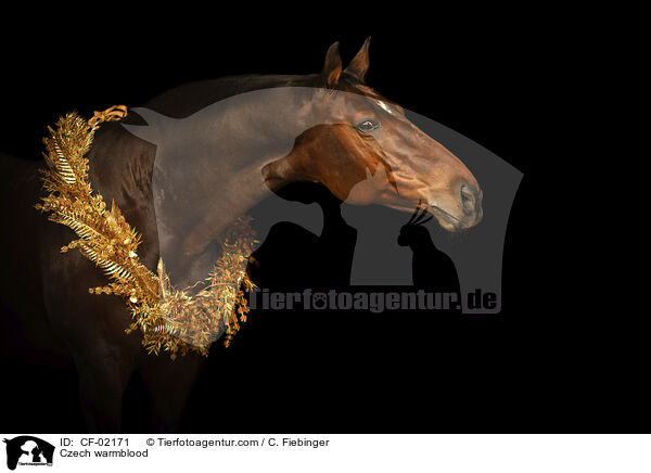 Tschechisches Warmblut / Czech warmblood / CF-02171