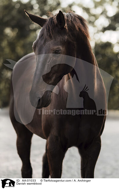 Danish warmblood / AA-01033