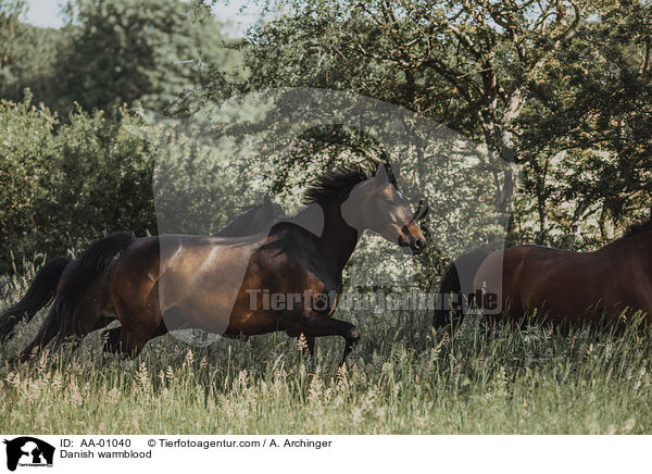 Danish warmblood / AA-01040