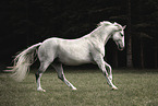 Danish warmblood