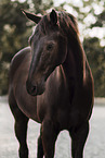 Danish warmblood