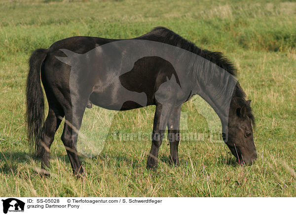 grasendes Dartmoor-Pony / grazing Dartmoor Pony / SS-05028