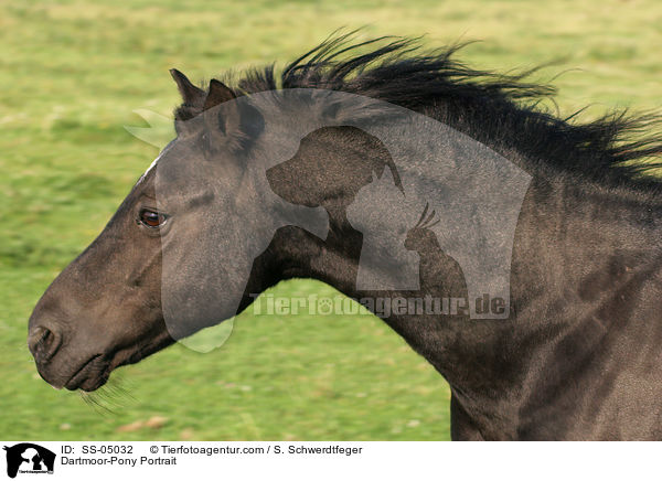 Dartmoor-Pony Portrait / Dartmoor-Pony Portrait / SS-05032