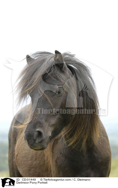 Dartmoor-Pony Portrait / Dartmoor Pony Portrait / CD-01449