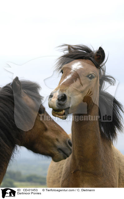 Dartmoor-Ponies / Dartmoor Ponies / CD-01453