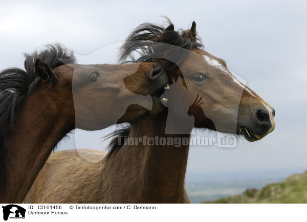 Dartmoor-Ponies / Dartmoor Ponies / CD-01456