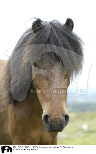 Dartmoor-Pony Portrait / Dartmoor Pony Portrait / CD-01458