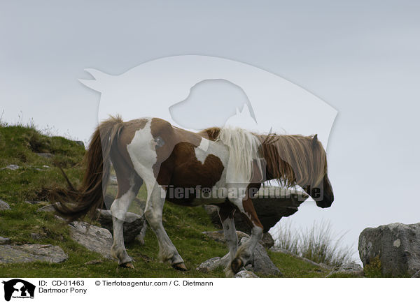 Dartmoor-Pony / Dartmoor Pony / CD-01463