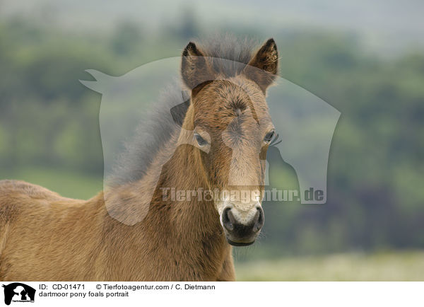 Dartmoor-Pony Fohlen Portrait / dartmoor pony foals portrait / CD-01471