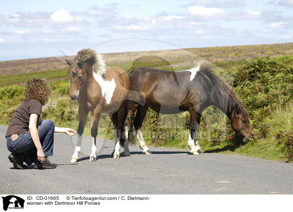 Frau mit Dartmoor Hill Ponies / woman with Dartmoor Hill Ponies / CD-01665