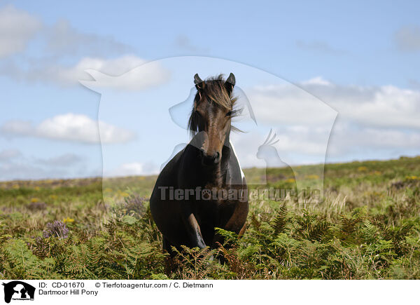 Dartmoor Hill Pony / Dartmoor Hill Pony / CD-01670