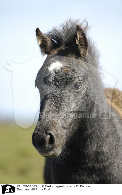 Dartmoor Hill Pony Fohlen / Dartmoor Hill Pony Foal / CD-01683