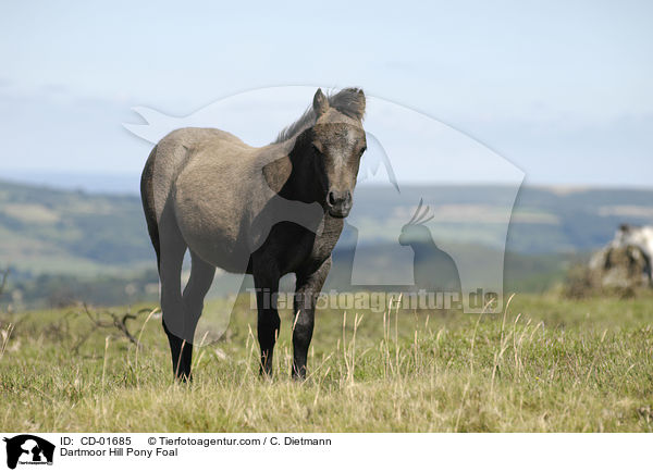 Dartmoor Hill Pony Fohlen / Dartmoor Hill Pony Foal / CD-01685